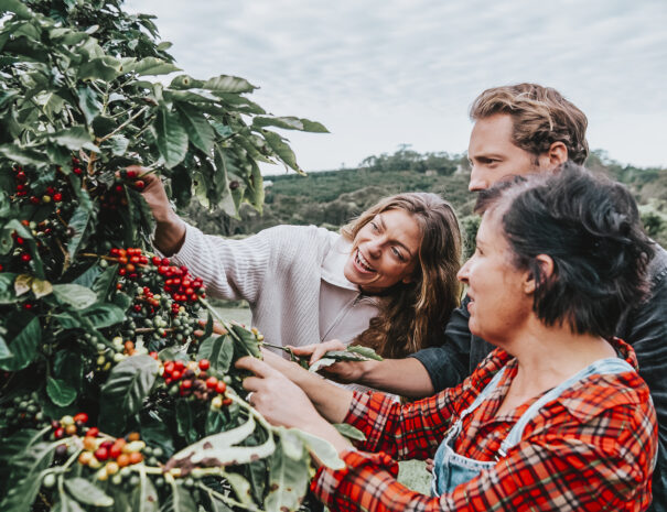Couple picking coffee cherries with farmer at Zentveld's Coffee Farm and Roastery, Newrybar
