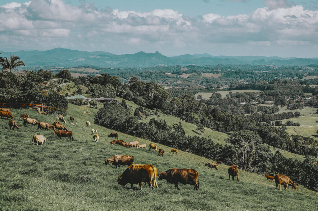 Cows grazing in Byron Bay's hinterland.