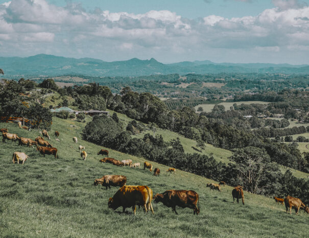 Cows grazing in Byron Bay's hinterland.